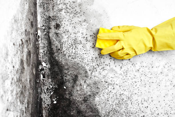 Best Mold Testing  in Mona, UT