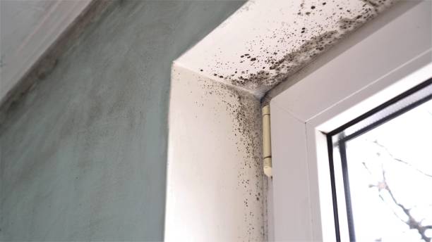 Best Office Mold Removal Services  in Mona, UT