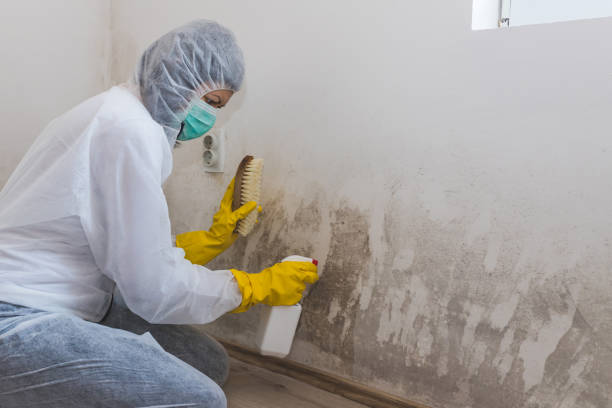 Best Commercial Mold Removal  in Mona, UT