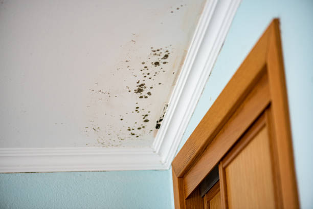 Best Attic Mold Removal  in Mona, UT