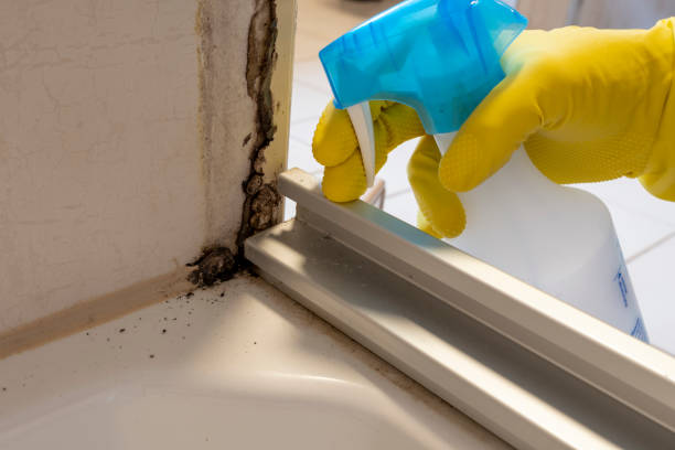 Best Professional Mold Removal  in Mona, UT