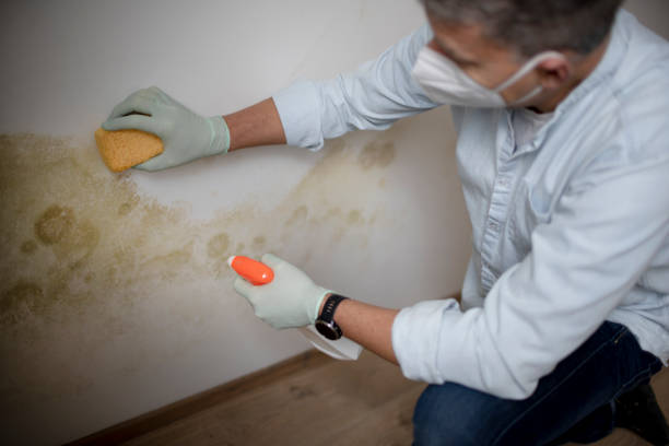 Best Mold Remediation Services  in Mona, UT