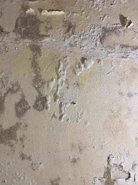 Professional Mold Removal in Mona, UT