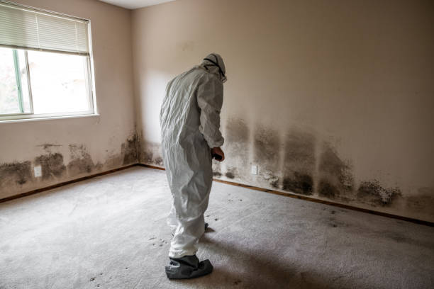 Best Toxic Mold Removal  in Mona, UT