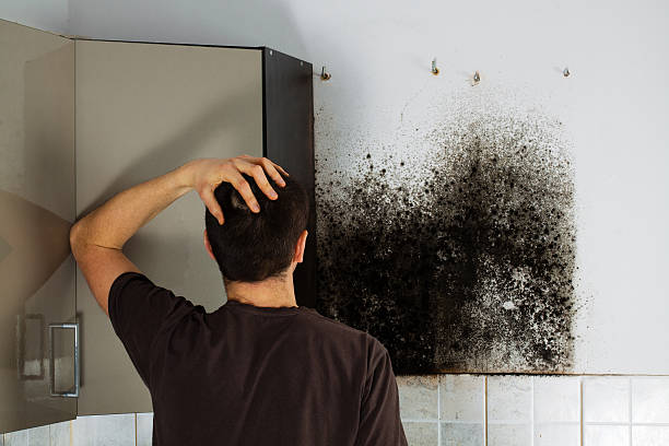 Best Mold Removal Near Me  in Mona, UT