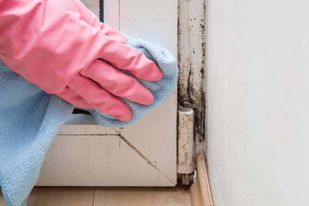 Best Mold Removal Company Near Me  in Mona, UT